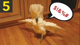 5 Funny Talking Parrots creepy and cool [upl. by Doyle]