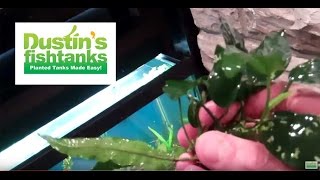 How to plant Rhizomes in aquarium Anubias and Java Fern [upl. by Alaekim]