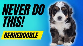 7 Things You Must Never Do With Your Bernedoodle Dog [upl. by Matilda]