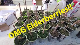 Fig And Elderberry Propagation Update February 4th [upl. by Schalles633]