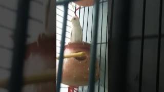 Budgies and red eyesviralvideo birds parrot cute [upl. by Yhtnomit]