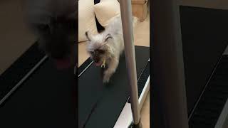 San tan dog training K9katelynncom teaches Betty mix breed how to walk runwalk treadmill [upl. by Allicerp]