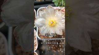 習志野Tephrocactus geometricus 多肉植物 succulent 仙人掌 [upl. by Nobie]