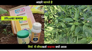 iffco product iffco sagrica मिर्च की सफल खेती iffco के साथ [upl. by Ethelyn]