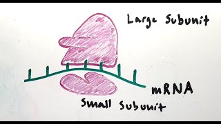 Easy MCAT Mnemonic for Ribosomal Subunits [upl. by Rudolf]