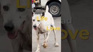 “Healing paws warming hearts”🥹❤️ shortsfeed ytshorts shortsviral love viralvideo trending [upl. by Naxela]