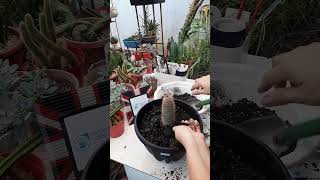 Succulent plant succulents plants cactus propagation homegarden tips care [upl. by Anthiathia]