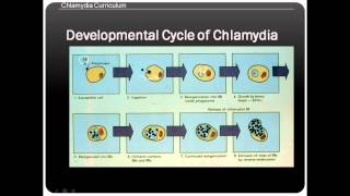 Chlamydia life cycle [upl. by Surad]