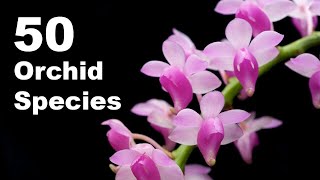 50 Orchid Species Name  Orchid Flower  Types of Orchid With Pictures and Names [upl. by Eseer]