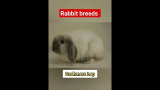 rabbits breeds part 3 [upl. by Ruffo]