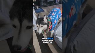 My Dogs Have Ugly Sweaters On Oh but wait [upl. by Cade]