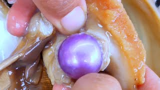 Perfect purple pearls Giant sea snail has golden pearl inside [upl. by Lerrehs]