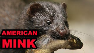 The American Mink Jack of all Trades Master of ONE [upl. by Yelena]