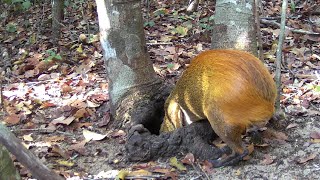 JACUPEMBAS E CUTIA NO BEBEDOURO NATURAL E ARTIFICIAL wildlife forest animal cutia jacu agouti [upl. by Waterman]