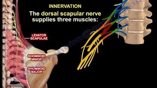 The Dorsal Scapular Nerve  Everything You Need To Know  Dr Nabil Ebraheim [upl. by Harbison]