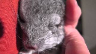 Baby Chinchilla Sleeps In My Hand [upl. by Buehler]