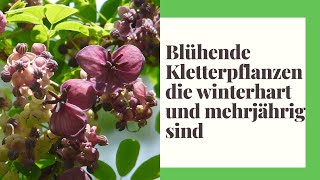 13 Blühende Kletterpflanzen die winterhart und mehrjährig sind [upl. by Sdlonyer]