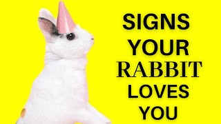 10 Heartwarming Signs Your Rabbit Loves You Understanding Rabbit Affection and Bonding [upl. by Nylad138]