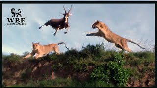 Painful Moments When Antelopes Fight Until Their Last Breath  Animal Attacks [upl. by Lurline]