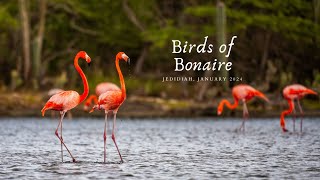 Birds of Bonaire Caribbean Netherlands [upl. by Lepp]