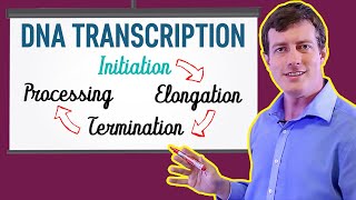 DNA Transcription Made EASY  Part 1 Initiation 🐣 [upl. by Edeline]