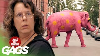 Pink Elephant Prank [upl. by Nafets]