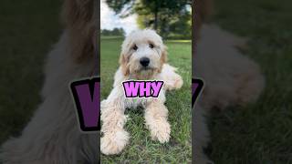 Where Does It Go funny pets puppy goldendoodle cutedog [upl. by Rehpotsirhcnhoj]