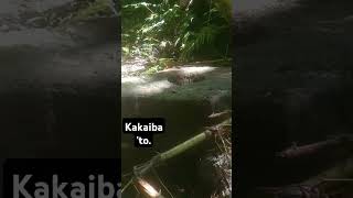 Malapad na Bato hugis Kahon [upl. by Veta993]