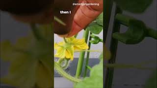 How I Pollinate My Watermelon  Balcony [upl. by Marozik]