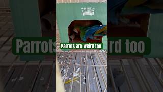 Parrots are just as weird as cats parrots macaw animalrescuer [upl. by Aihsa]