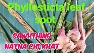 Sawhthing natna chi khat  Phyllosticta leaf spot [upl. by Nema]