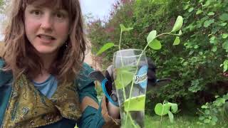 Saskatoon Berry Tree Propagation [upl. by Ermey]