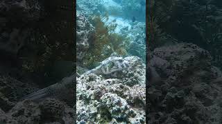 Poisonous Pufferfish I saw diving in the Philippines Diving Philippines Marinelife Underwater [upl. by Latisha137]