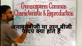 Gymnosperm in Hindi  अनावृतबीजी पादप ‌ gymnosperm common characteristics and reproduction class 11 [upl. by Ahsimac304]