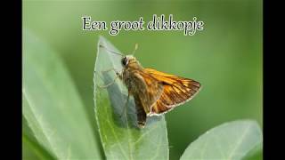 1 minuut natuur groot dikkopje [upl. by Rabjohn67]