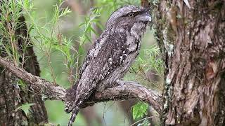 The Marbled Frogmouth  WILDLIFE SINGAPORE BIRDING  4K [upl. by Niddala]