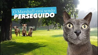 O Marshall está sendo perseguido😮gatos gatosengraçadosgatofalante trigatos theycantalk [upl. by Ynnaffit]