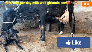 Girlando cow delivery cow gircrosscowfarming gircrosscow girlando cow cowmilkingbyhand [upl. by Eniruam]