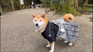 奈良県天理市にある石上神宮にポコちゃん坊っちゃんで初詣に行ってきました😄 神のお使いニワトリさんがたくさんいるよ♪ [upl. by Eleph298]