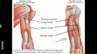 Elbow Joint Flexion Extension Supination Pronation [upl. by Eiclehc]