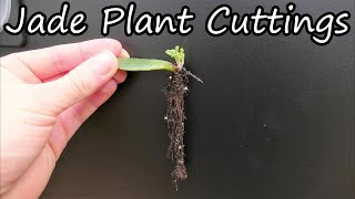 How To Propagate Jade Plants From Cuttings [upl. by Alben]