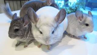 Chinchilla Family Portraits [upl. by Tombaugh]