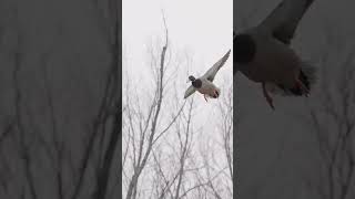 Mallard hunting duckcalling duck duckhunters funny waterfowl beard duckhunt outdoors [upl. by Nwadahs965]