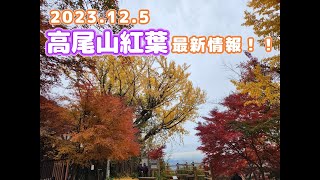 【高尾山の紅葉】2023125最新情報 [upl. by Huppert]