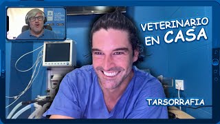 VETERINARIO EN CASA  TARSORRAFIA para una ÚLCERA INDOLENTE [upl. by Joellen880]