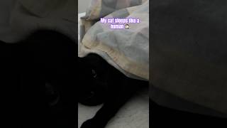 My cat sleeps like a human  Black Cat Luck catification [upl. by Eldnek351]