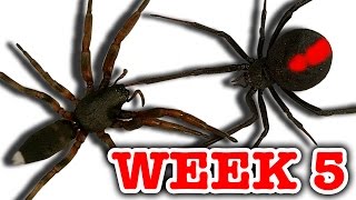 Redback Spider Vs WhiteTailed Spider Pray For Gonzo Deadly Spiders Attack Week 5 [upl. by Eineg]