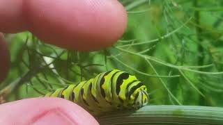 Swallowtail Caterpillar HORNS Defense Mechanism shorts [upl. by Slocum876]