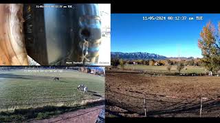 A Rocky Mountain Girl amp MTNMN Ranch Live Stream quotHerd Lifequot [upl. by Grefe]