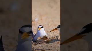 Terns are seabirds in the family laridae subfamily sterninae that have worldwideviralshortvideo [upl. by Amlev]